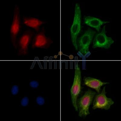 MED12 Antibody - DF12656 staining HepG2 cells by IF/ICC.
