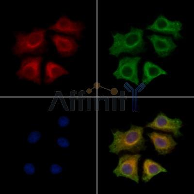 SPRR3 Antibody - DF12751 staining HepG2 cells by IF/ICC.