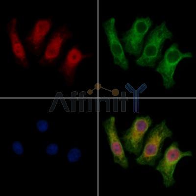 THAP2 Antibody - DF12772 staining HepG2 cells by IF/ICC.