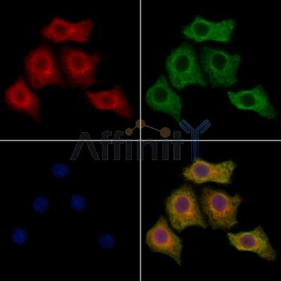 CALN1 Antibody - DF12875 staining HepG2 cells by IF/ICC.