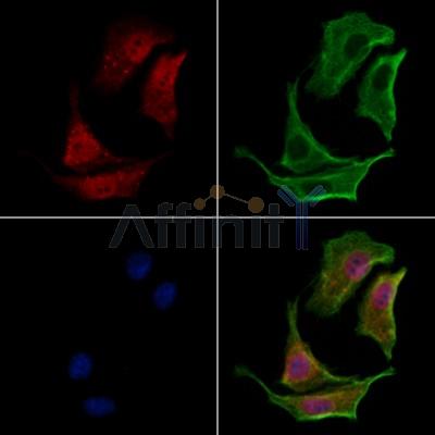 FAM13A Antibody - DF12998 staining HepG2 cells by IF/ICC.