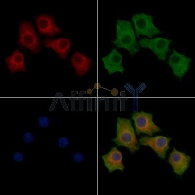 FGL1 Antibody - DF13014 staining HepG2 cells by IF/ICC.