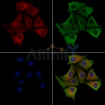 FKBP14 Antibody - DF13016 staining HepG2 cells by IF/ICC.