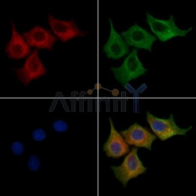 FMN2 Antibody - DF13017 staining HepG2 cells by IF/ICC.