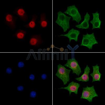 FZR1 Antibody - DF13027 staining HepG2 cells by IF/ICC.