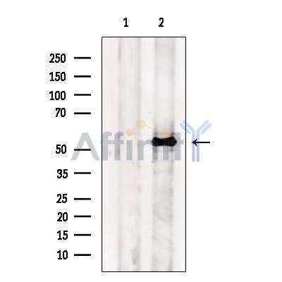 FZR1 Antibody - Western blot analysis of extracts from B16F10 cells, using FZR1 Antibody.