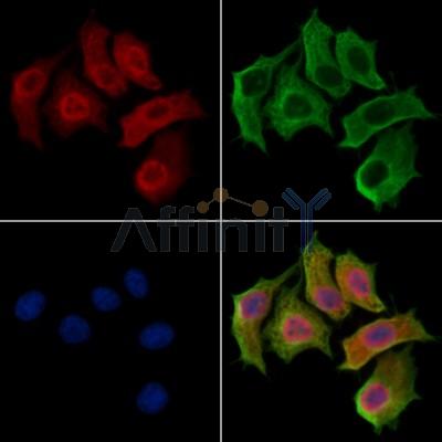 GINS3 Antibody - DF13039 staining HepG2 cells by IF/ICC.