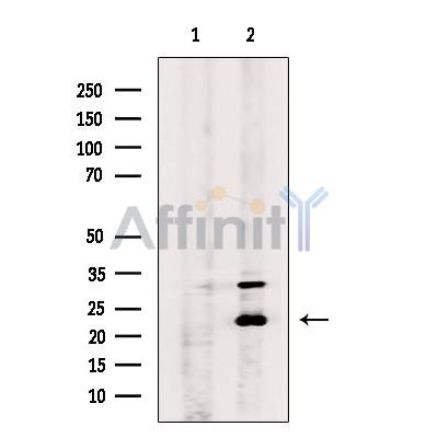 GINS3 Antibody - Western blot analysis of extracts from RAW264.