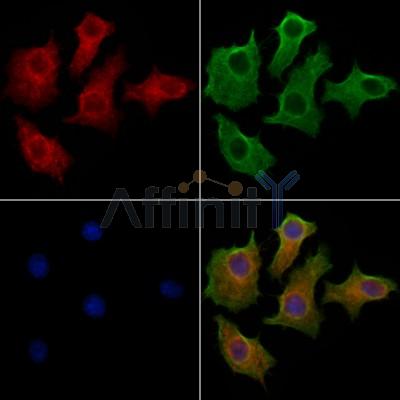 GOLGA3 Antibody - DF13049 staining HepG2 cells by IF/ICC.