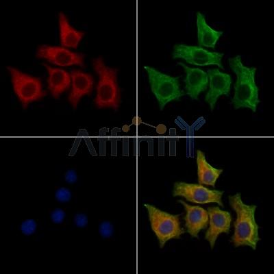 Harmonin Antibody - DF13054 staining HepG2 cells by IF/ICC.