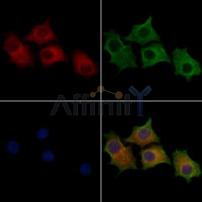 HSPA13 Antibody - DF13076 staining HepG2 cells by IF/ICC.