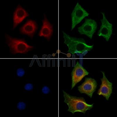 HTRA1 Antibody - DF13079 staining HepG2 cells by IF/ICC.