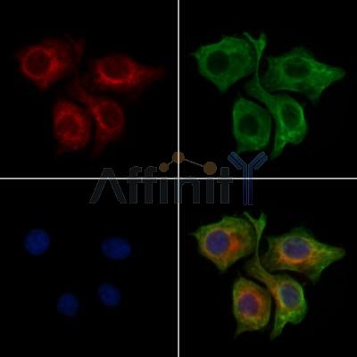 IFT27 Antibody - DF13083 staining HepG2 cells by IF/ICC.