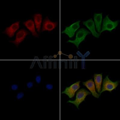 KCTD5 Antibody - DF13105 staining HepG2 cells by IF/ICC.
