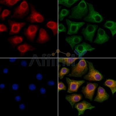 KIAA0182 Antibody - DF13107 staining HepG2 cells by IF/ICC.