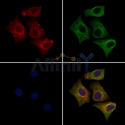 Kv1.4 Antibody - DF13119 staining HepG2 cells by IF/ICC.