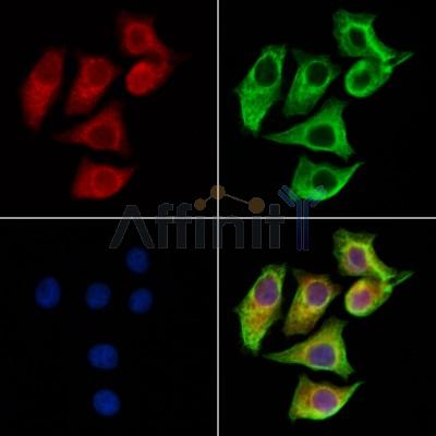LZTFL1 Antibody - DF13134 staining HepG2 cells by IF/ICC.