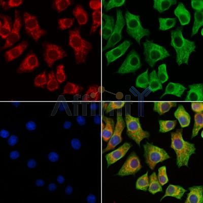 MAN1A2 Antibody - DF13136 staining HepG2 cells by IF/ICC.