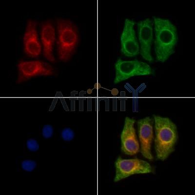 MLK2 Antibody - DF13152 staining HepG2 cells by IF/ICC.