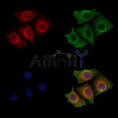 MRPP3 Antibody - DF13156 staining HepG2 cells by IF/ICC.