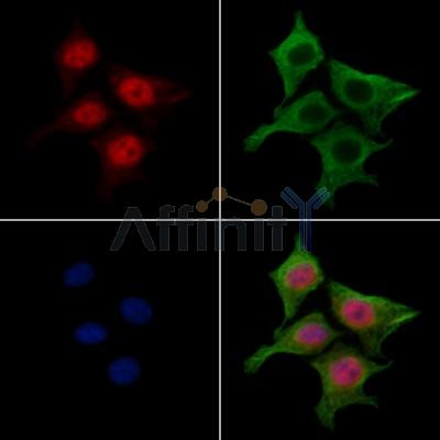 NAP1L4 Antibody - DF13174 staining HepG2 cells by IF/ICC.