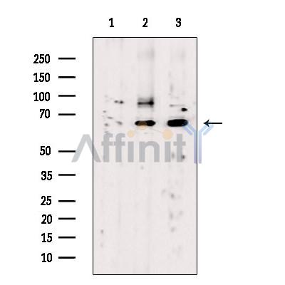 NDOR1 Antibody - Western blot analysis of extracts from various samples, using NDOR1 Antibody.