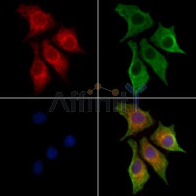 NECAP1 Antibody - DF13180 staining HepG2 cells by IF/ICC.