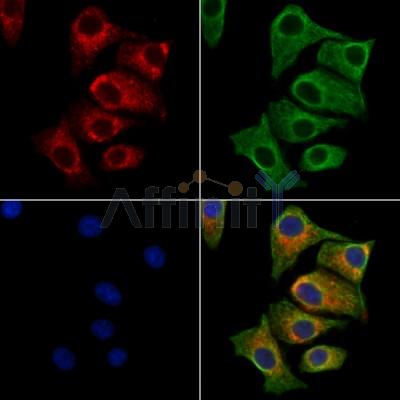 nucleobindin1 Antibody - DF13197 staining HepG2 cells by IF/ICC.
