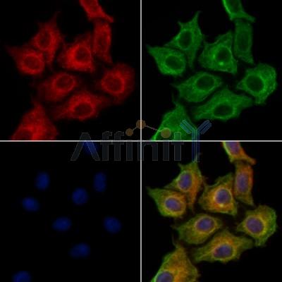 OFD1 Antibody - DF13207 staining HepG2 cells by IF/ICC.