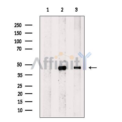 macroH2A.1 Antibody - Western blot analysis of extracts from various samples, using macroH2A.