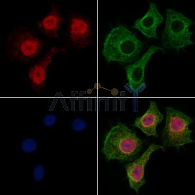 Spt6 Antibody - DF13376 staining HepG2 cells by IF/ICC.