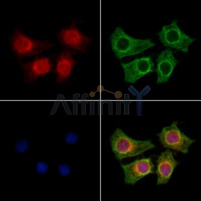 KCNK5 Antibody - DF13412 staining HepG2 cells by IF/ICC.
