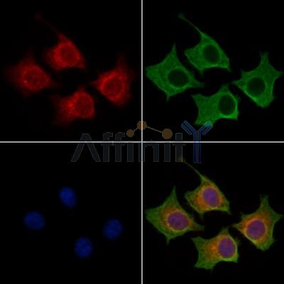 BAGE2 Antibody - DF13724 staining HepG2 cells by IF/ICC.