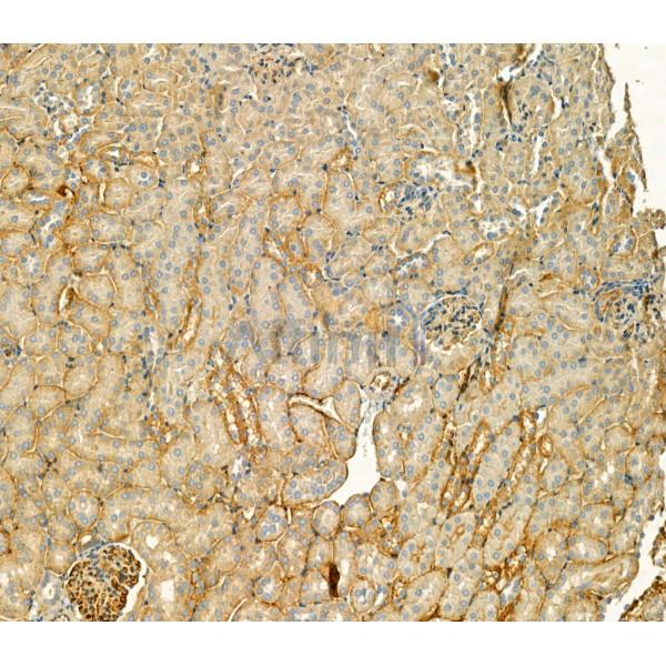 Claudin 2 Antibody - AF0128 at 1/100 staining Mouse kidney tissue by IHC-P.
