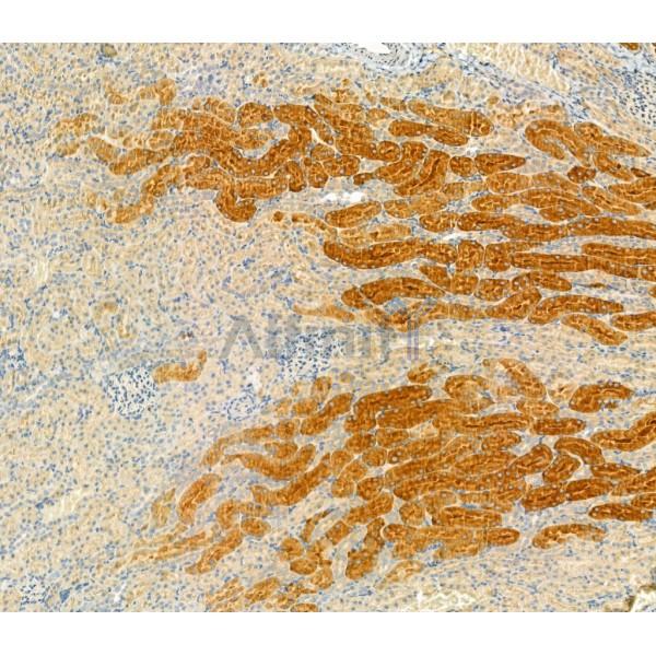 Claudin 2 Antibody - AF0128 at 1/100 staining Rat kidney tissue by IHC-P.