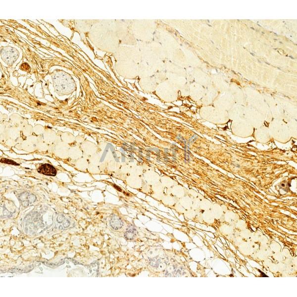 Collagen III Antibody - AF0136 at 1/100 staining Mouse skin tissue by IHC-P.
