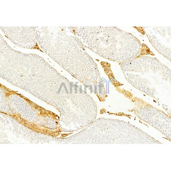 Collagen III Antibody - AF0136 at 1/100 staining Mouse testis tissue by IHC-P.