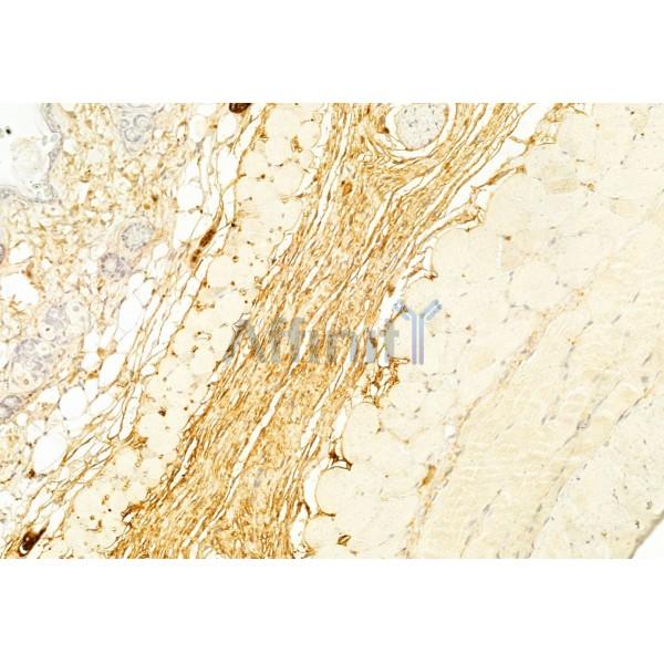 Collagen III Antibody - AF0136 at 1/100 staining Mouse skin tissue by IHC-P.
