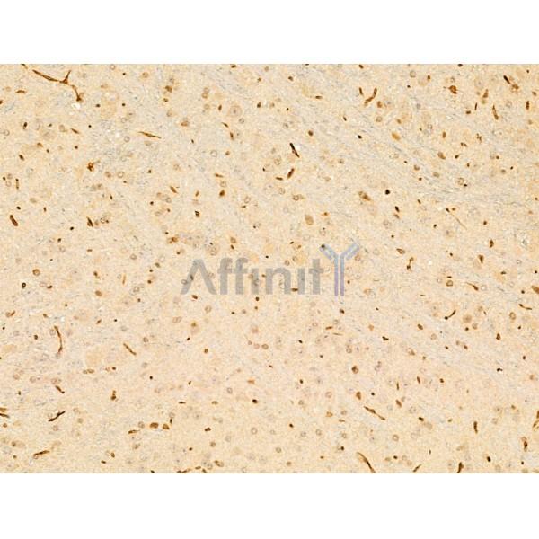 ERK1/2 Antibody - AF0155 at 1/100 staining Mouse brain tissue by IHC-P.
