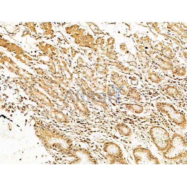 ERK1/2 Antibody - AF0155 at 1/100 staining Human normal tissues adjacent to gastric cancer by IHC-P.