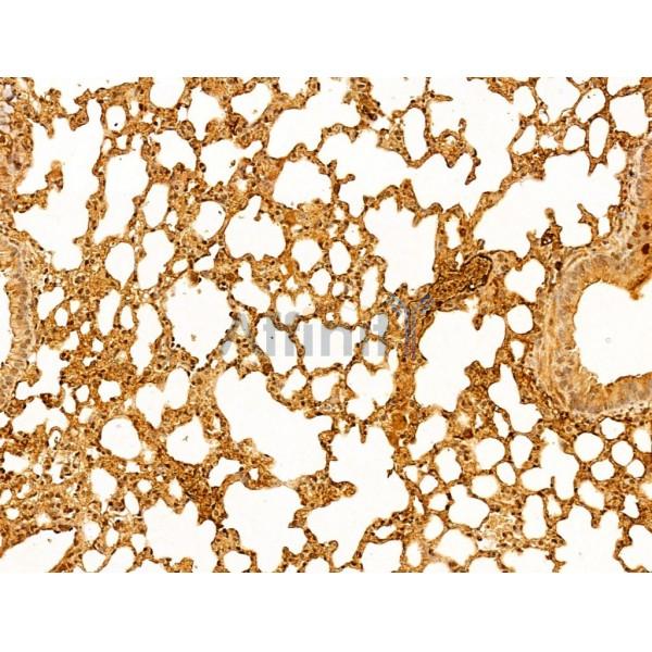 ERK1/2 Antibody - AF0155 at 1/100 staining Mouse liver tissue by IHC-P.