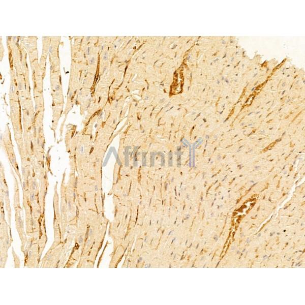 ERK1/2 Antibody - AF0155 at 1/100 staining Rat skin tissue by IHC-P.