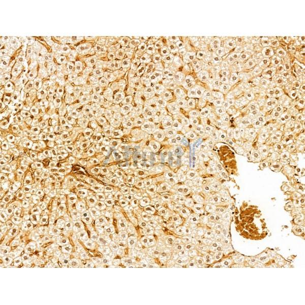 ERK1/2 Antibody - AF0155 at 1/100 staining Mouse heart tissue by IHC-P.