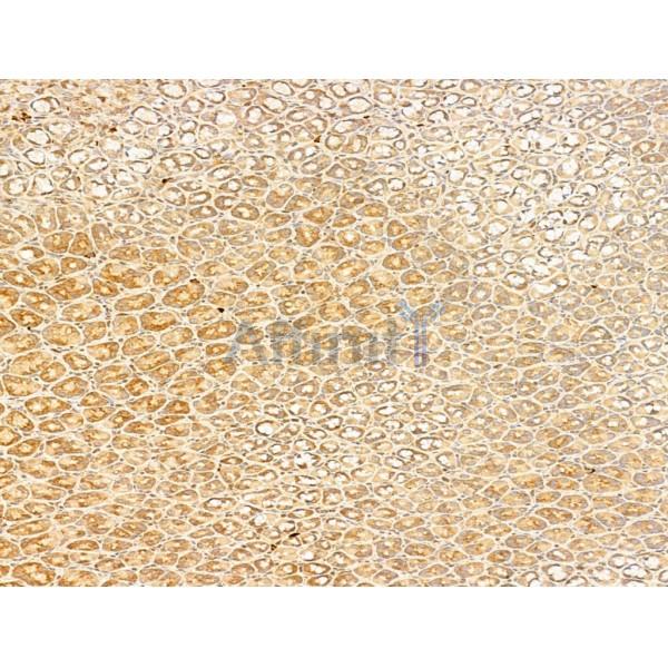 ERK1/2 Antibody - AF0155 at 1/100 staining Rat stomach tissue by IHC-P.