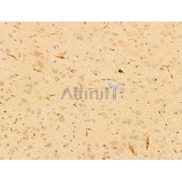 ERK1/2 Antibody - AF0155 at 1/100 staining Rat brain tissue by IHC-P.