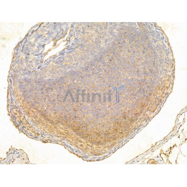 ERK1/2 Antibody - AF0155 at 1/100 staining Rat kidney tissue by IHC-P.