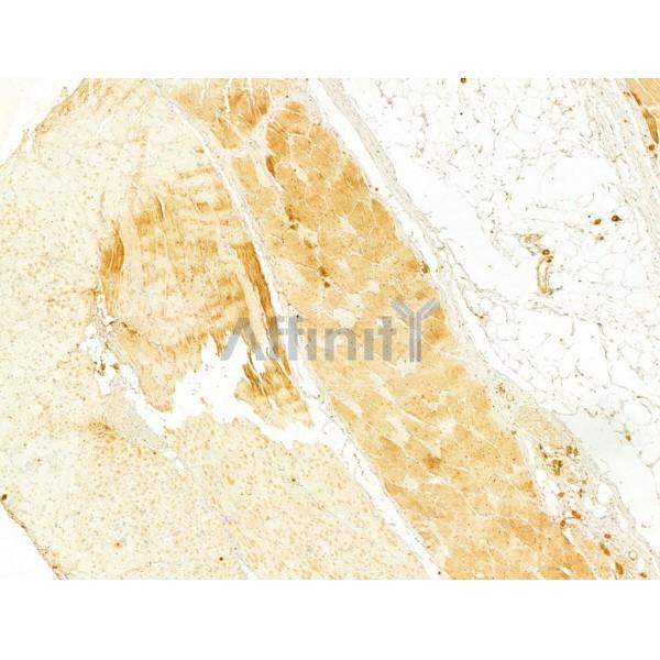 MMP2 Antibody - AF0577 at 1/100 staining Rat skin tissue by IHC-P.