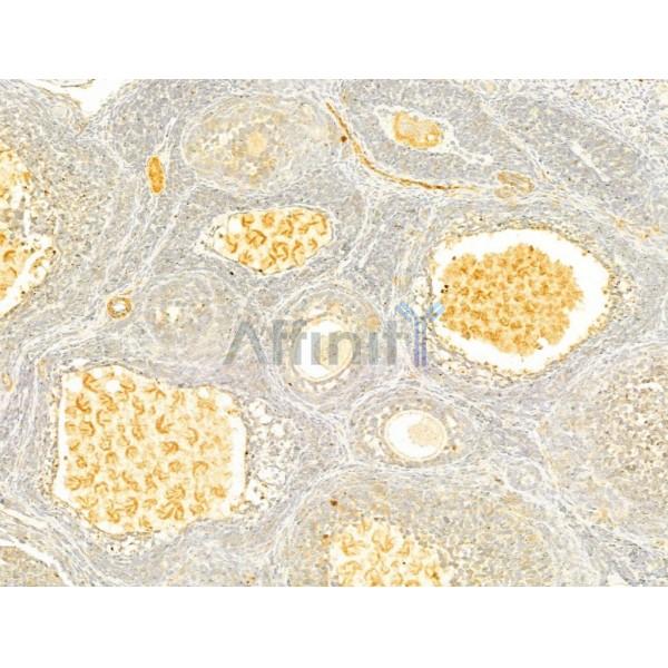 MMP2 Antibody - AF0577 at 1/100 staining Rat ovary tissue by IHC-P.