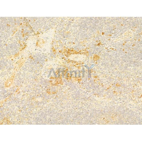 MMP2 Antibody - AF0577 at 1/100 staining Mouse spleen tissue by IHC-P.