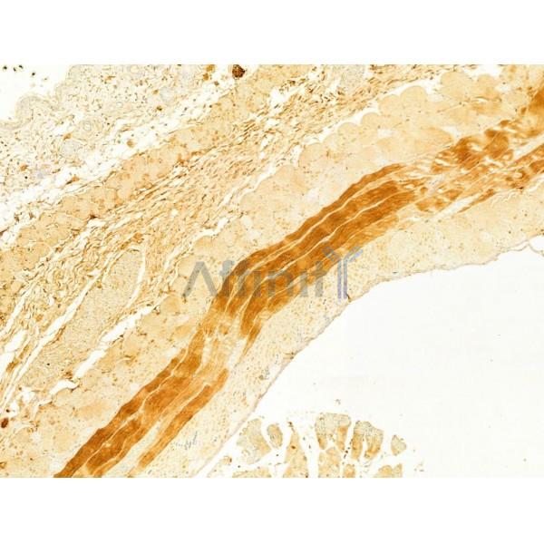 MMP2 Antibody - AF0577 at 1/100 staining Mouse skin tissue by IHC-P.